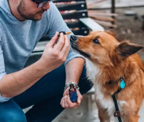 Benefits of CBD Oils for your Pets