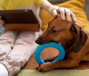 Safe Chew Toys For Your Dogs