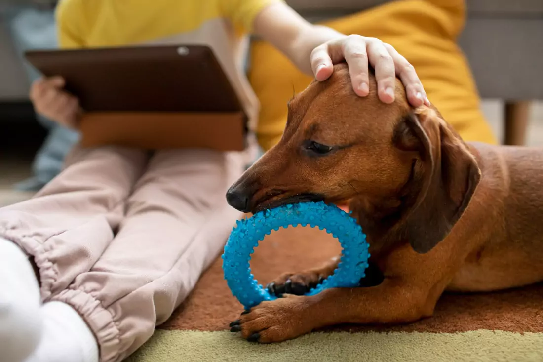 Safe Chew Toys For Your Dogs